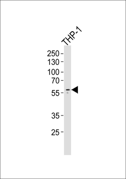 Collagen XXIII α1 Antibody