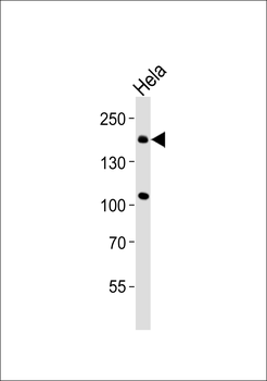CLASP1 Antibody