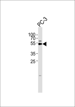 TAIP-2 Antibody