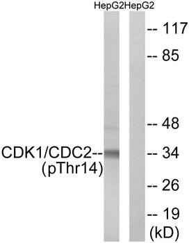 CDK1/CDC2 (Phospho-Thr14) Antibody