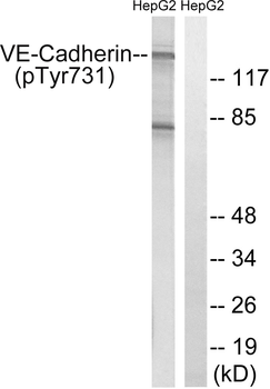 VE-Cadherin (Phospho-Tyr731) Antibody