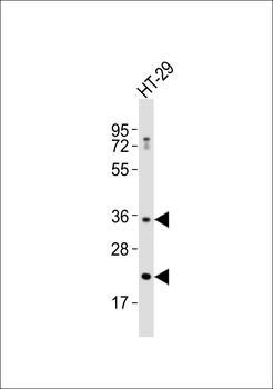 ABCC13 Antibody