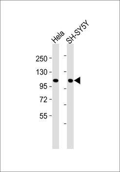 Catenin alpha 1/2 Antibody