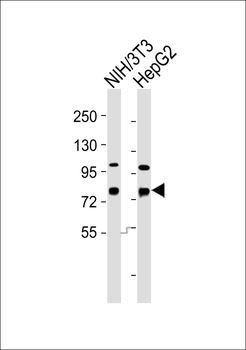 DBF4 Antibody