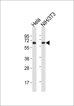 HSP60 Antibody