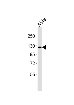 CD49e LC Antibody