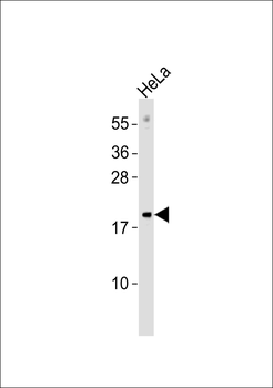MRPL17 Antibody