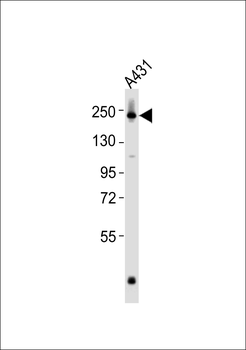 DNA Polymerase alpha 1 Antibody