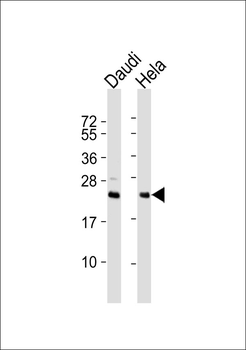 PTTG1/2/3 Antibody