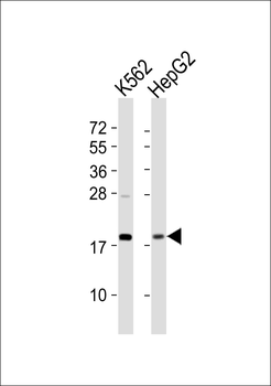 RPS18 Antibody