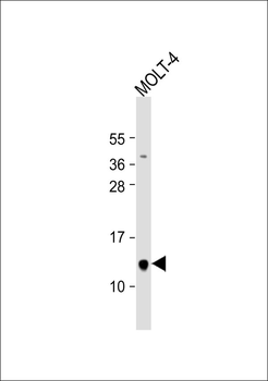 PP15 Antibody