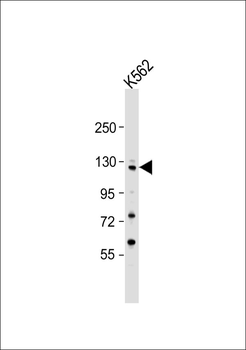 Collagen 19 alpha 1 Antibody
