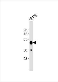 HSV Tag Antibody