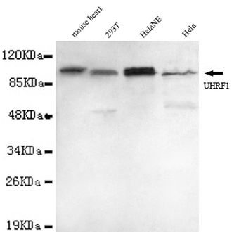 UHRF1 (N-terminus) Antibody