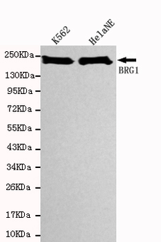 BRG1 Antibody