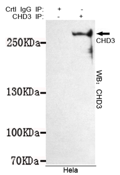 CHD3 (C-terminus) Antibody