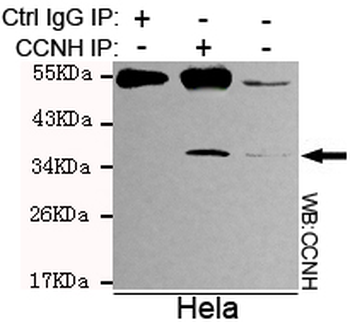Cyclin H Antibody