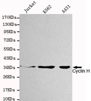 Cyclin H Antibody