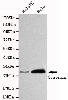 Syntenin Antibody