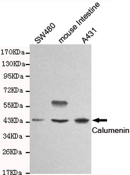 Calumenin Antibody