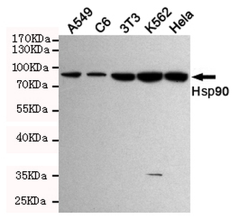Hsp90 Antibody