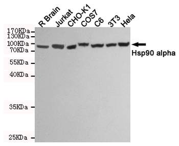 Hsp90 alpha Antibody
