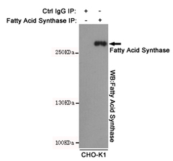 Fatty Acid Synthase Antibody