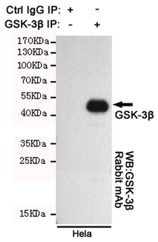 GSK3 β Antibody