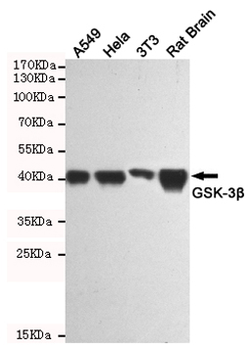 GSK3 β Antibody
