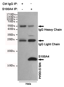S100A4 Antibody