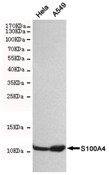 S100A4 Antibody
