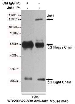 Jak1 Antibody