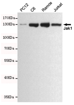 Jak1 Antibody