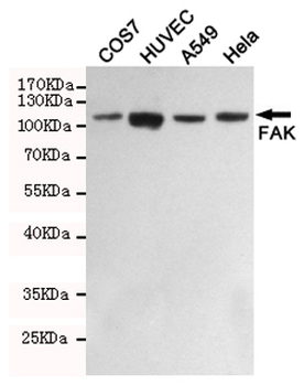 FAK Antibody