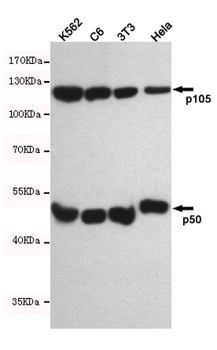 NFKB1 Antibody