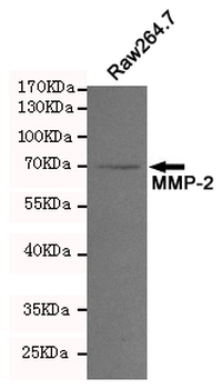 MMP-2 Antibody