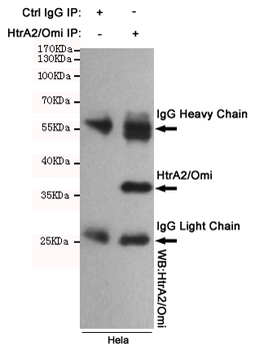 HTRA2 Antibody
