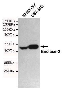 Enolase-2 Antibody