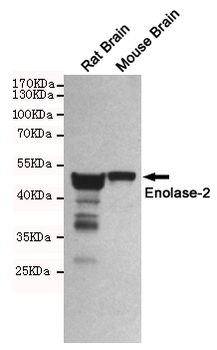 Enolase-2 Antibody