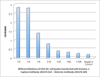 Enolase-2 Antibody