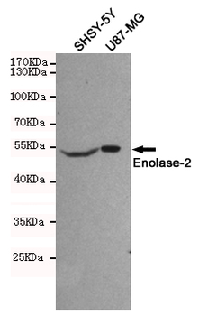 Enolase-2 Antibody