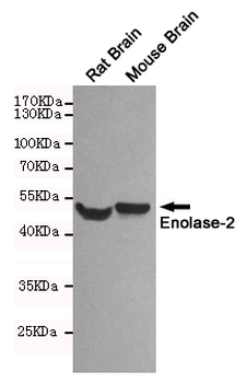 Enolase-2 Antibody
