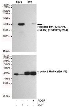 Phospho-p44/42 MAPK (Erk1/2) (Thr202/Tyr204) Antibody
