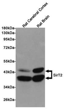 SirT2 Antibody