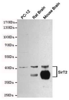 SirT2 Antibody
