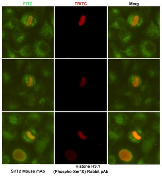 SirT2 Antibody