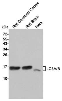 LC3A/B Antibody