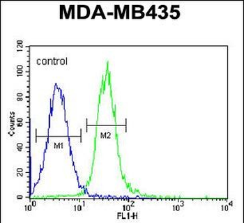 MAP9 Antibody (C-term)