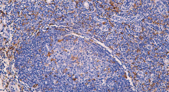 AIF1 Antibody