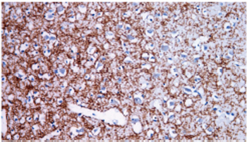 MBP Antibody